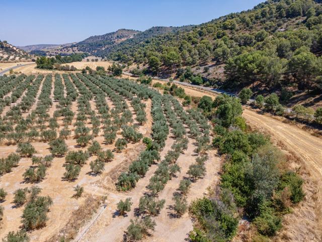 GRAN OPORTUNIDAD !!!! OLIVAR EN VENTA..... photo 0