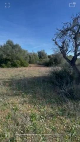 Agrícola En venta en Algaida photo 0