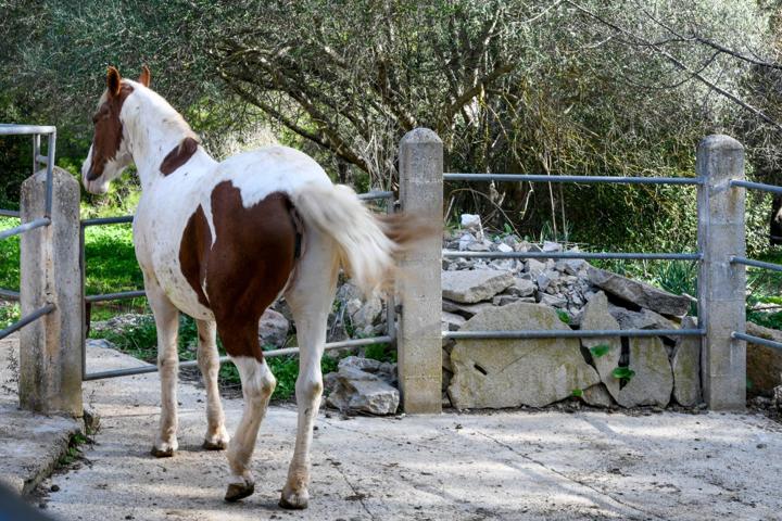 FINCA RUSTICA CON PISCINA EN INCA photo 0