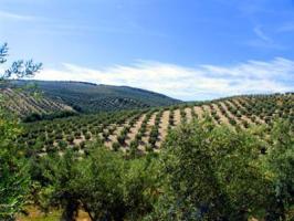 Finca de Olivos photo 0
