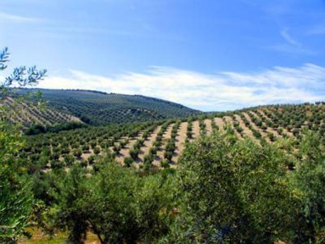 Finca de Olivos photo 0