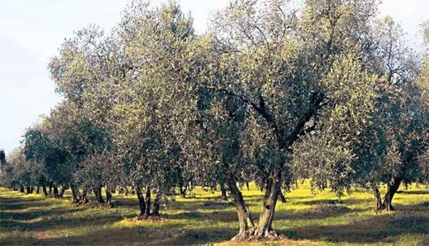 Finca de Olivos photo 0