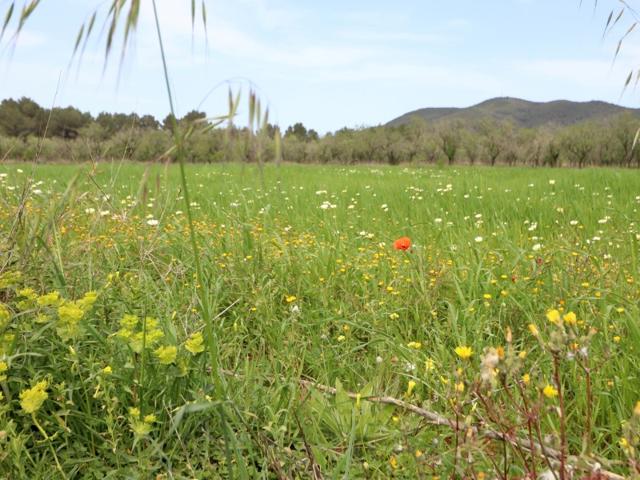 Otro En venta en Sant Josep De Sa Talaia photo 0