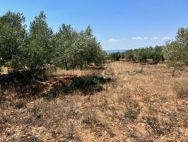 Montferri: Bonita finca bastante plana de 21.134 mtrs2 Camino asfaltado hasta la finca con pequeña cueva, actualmente ha photo 0