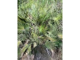 Preciosa rústica finca en la Juncosa del Montmell Finca de casi 1 Ha con posibilidad de agua y luz, cerca de urbanizac photo 0