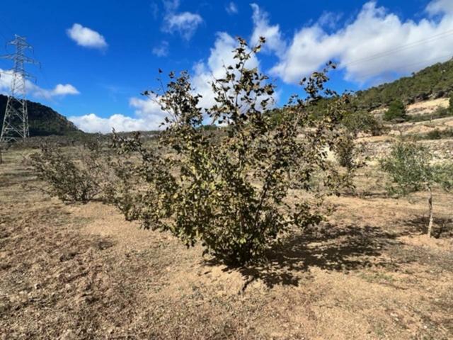 Finca rústica de 18,000 mts2, (1,8 ha). photo 0