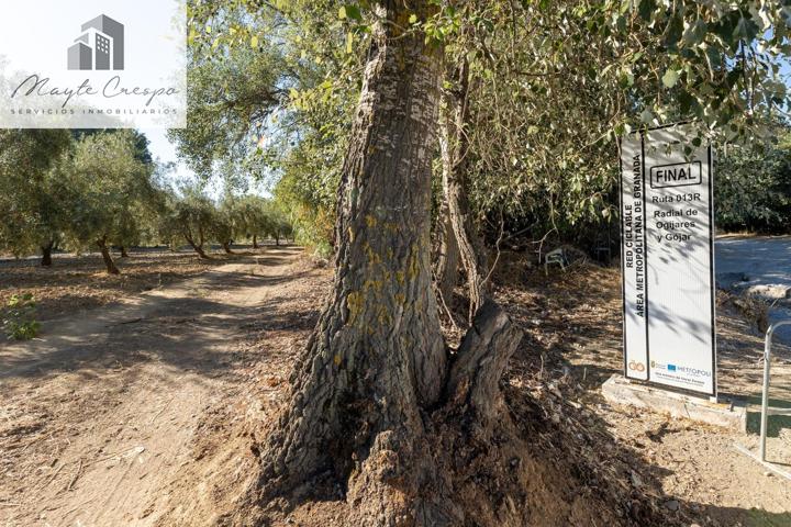Magnífica parcela con olivos en producción photo 0