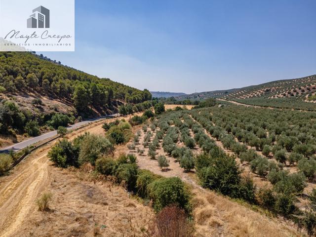 GRAN OPORTUNIDAD !!!! OLIVAR EN VENTA..... photo 0