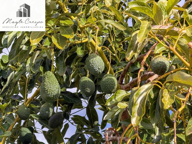 Finca rústica de AGUACATES con CONTRUCCIÓN de 37 m² en Los Guájares (Faragüit). photo 0