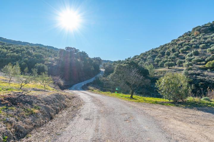 GRAN OPORTUNIDAD FINCA DE OLIVOS EN ALCAUDETE photo 0