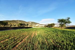 Magnífico terreno rústico en el Arroyo de Padul photo 0