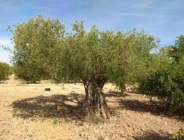 Terreno en Valverde en EXCLUSIVA de 13.000 metros, Elche photo 0