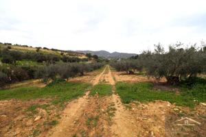 Olivar con bonitas vistas photo 0