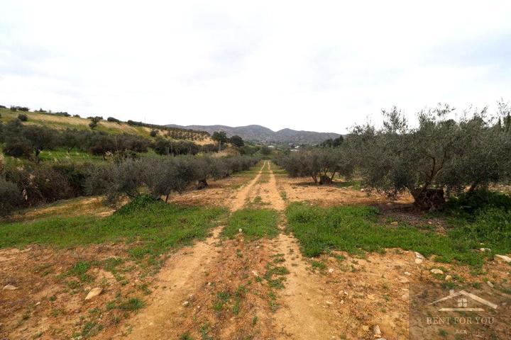 Olivar con bonitas vistas photo 0