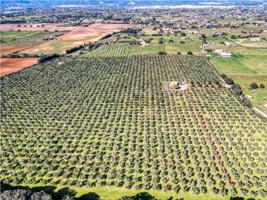 Negocio de aceite de oliva más vacacional photo 0