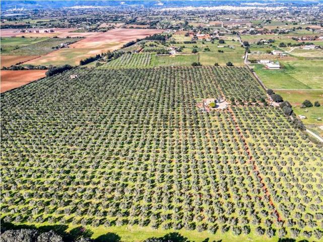 Negocio de aceite de oliva más vacacional photo 0