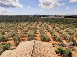 Tu negocio de aceite de oliva photo 0