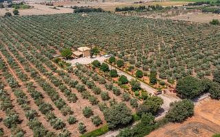 Finca Olivos Palma de Mallorca photo 0