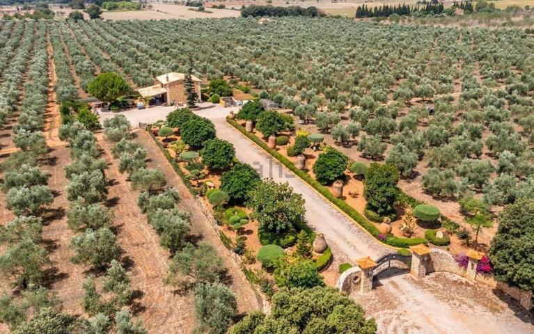 Finca Olivos Palma de Mallorca photo 0