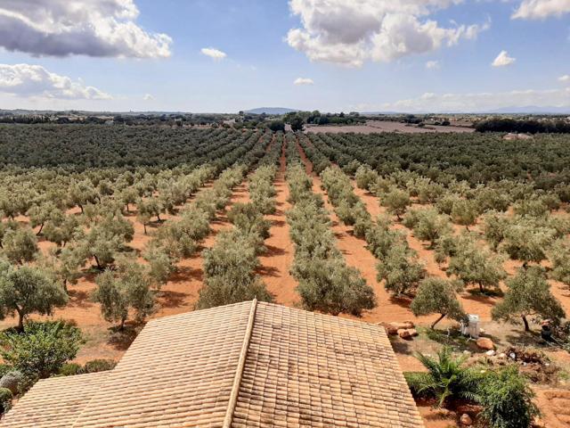 Tu negocio de aceite de oliva photo 0