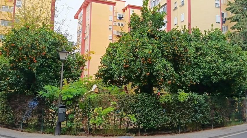 COQUETO PISO CON PATIO EN TRIANA photo 0