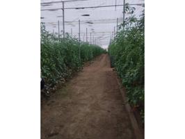 Finca de 16.000m en la Cañada con invernaderos en producción, casa, cochera, 2 almacenes photo 0