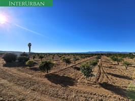 Lliria - 17.482 m2 de naranjos en producción con riego por goteo photo 0