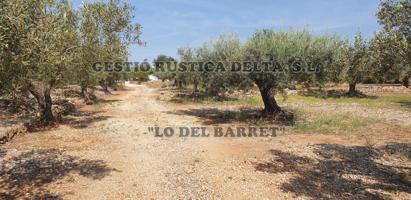 RÚSTICA DE OLIVOS DE 4.696M2 CON POSIBLIDAD DE HACER CASETA DE APEROS DE 20M2. photo 0