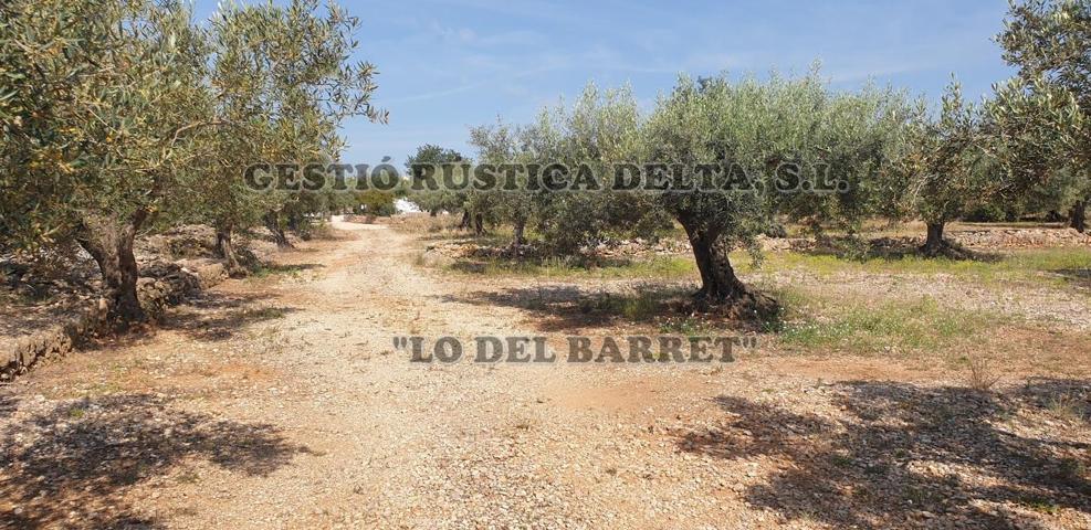 RÚSTICA DE OLIVOS DE 4.696M2 CON POSIBLIDAD DE HACER CASETA DE APEROS DE 20M2. photo 0