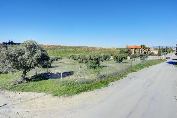 Terreno Las gabias de Secano 5.000 m2 con 50 olivos photo 0