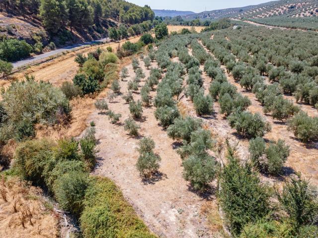 GRAN OPORTUNIDAD !!!! OLIVAR EN VENTA..... photo 0