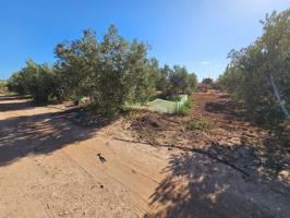 TERRENO DE REGADIO EN LOS CANOVAS photo 0