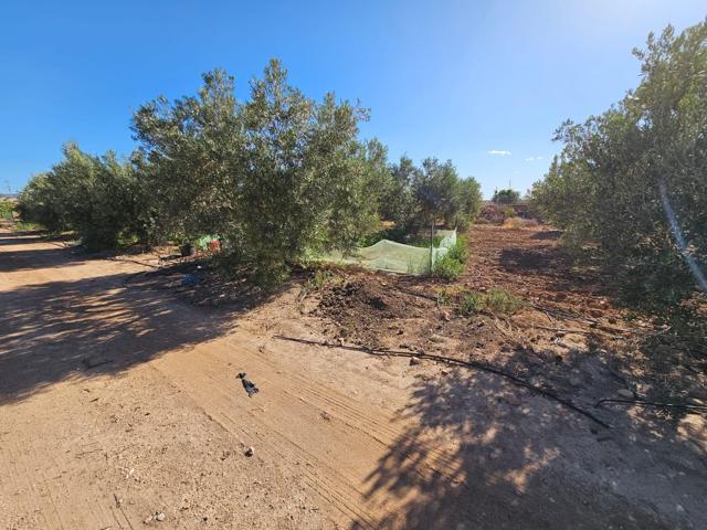 TERRENO DE REGADIO EN LOS CANOVAS photo 0