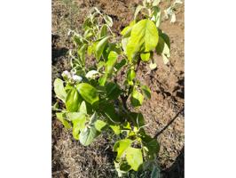 VENTA DE HUERTA-TERRENO MALAGON photo 0