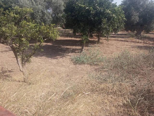 Terreno en venta en Coria del Río photo 0