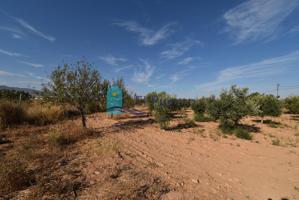 FINCA RURAL DE 15.000 M2 CON OLIVERAS EN CUEVAS DE REYLLO - REF 158 photo 0