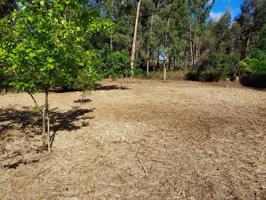 Inmobiliaria Bustinza pone a la venta bonito terreno rural en la zona de Gandias de Plentzia. photo 0