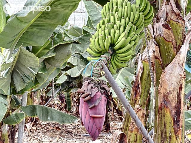 Se vende Finca de Plataneras, en explotación photo 0