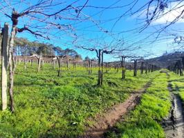 EXPLOTACIÓN VINÍCOLA DE ALBARIÑO, DE UNA HECTAREA photo 0