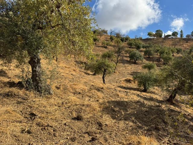 PARCELAS CON PRODUCCIÓN EN ALOZAINA photo 0