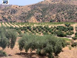 Se vende espectacular finca agrícola de 25,5 hectáreas en el Puerto de la Torre, Málaga – 1.250.000 € photo 0