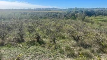 VENTA DE TERRENO DE VIÑA EN EL PLA DEL PENEDÈS photo 0