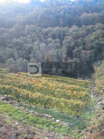 Se Vende Viña En Ribeira Sacra photo 0