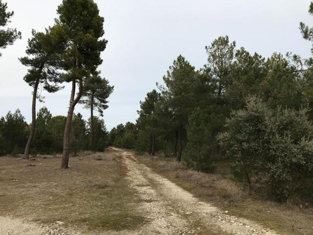VENTA DE DOS FINCAS RUSTICAS EN CUELLAR photo 0