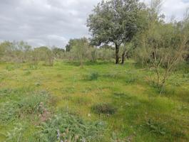 🌳 ¡Magnífica parcela urbana en la Urb. Sierra Norte – Castilblanco de los Arroyos! 🌳 photo 0