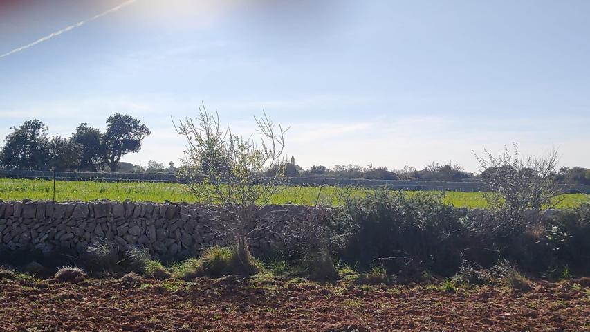 Gran terreno de olivos con proyecto, luz y agua a pocos minutos andando del pueblo de Santanyi photo 0