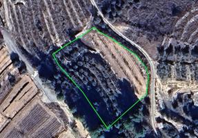 Finca de regadío con frutales en la zona del Colector – Pliego (Murcia) photo 0