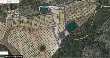 Finca Urbanizable de 14.500 m² en Pliego – Con Almendros en Producción y Potencial Residencial photo 0