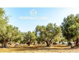 FINCA DE OLIVOS EN VENTA photo 0