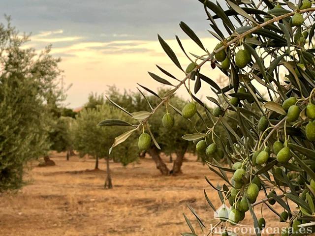 Finca con Olivas en Linares. photo 0